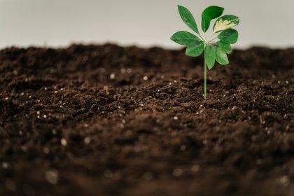 Natuurlijke bodembedekking met tuinaarde en cacaodoppen
