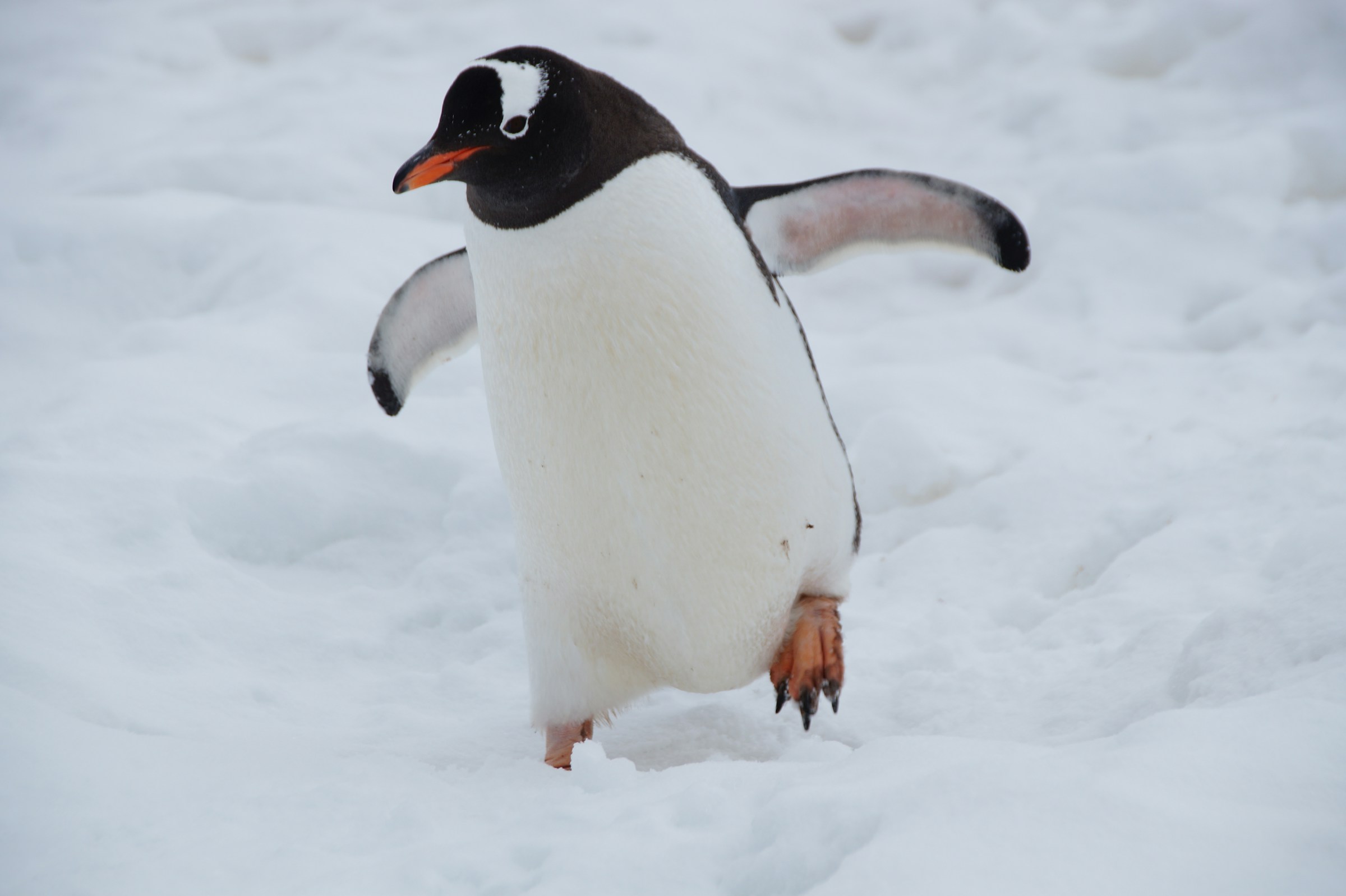 Hoe oud wordt een pinguïn? - Kletskoppies.nl