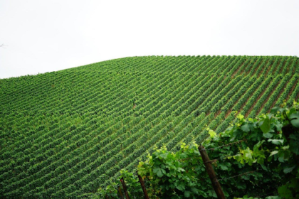 Heerlijk genieten met biologische Franse wijn uit Châteauneuf-du-Pape