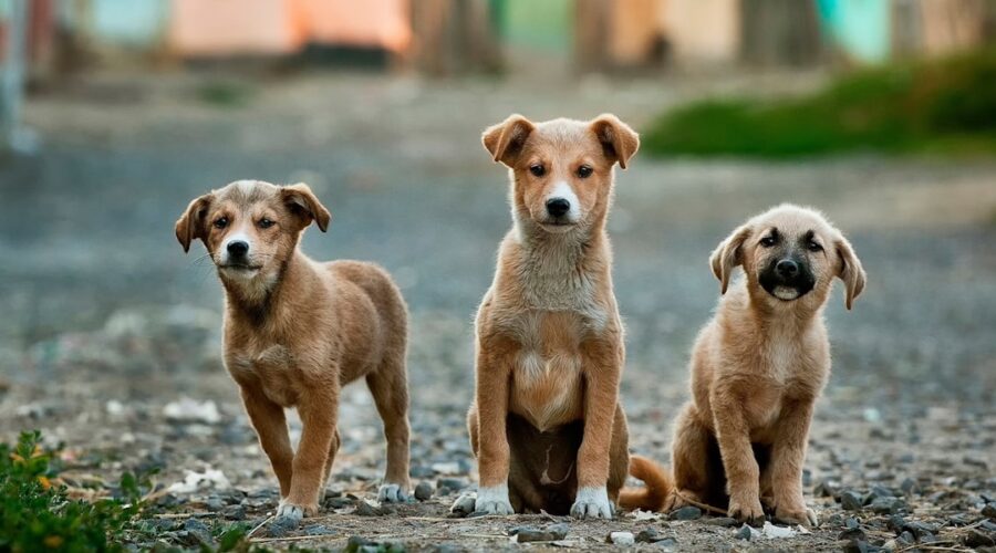 Gezonde hondenoren: alles over het schoonmaken van de oren van je hond